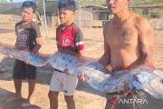 Kemunculan ikan oarfish di Pantai Pink Lombok terkait perubahan iklim