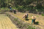Undip kembangkan model sawah modern ramah lingkungan