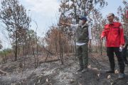 Indonesia steps up patrols to protect orangutans from wildfires