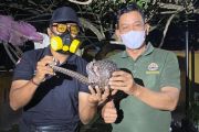 BKSDA evakuasi trenggiling dari areal bekas karhutla di Sampit