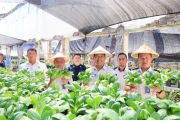 Lapas Manado budi daya sayur pakcoi bekali kemandirian warga binaan