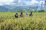 Sawah terdampak bencana di Padang Pariaman pulih dan segera panen