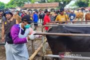 Pemkab Blora periksa kebuntingan 1.402 sapi