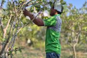 Lapas Palu libatkan warga binaan budidaya tanaman hortikultura