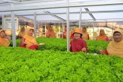 Dosen UMS dampingi KWT Kopen SAE kembangkan sayur hidroponik