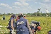 BPP Serubur Kementan dan Unpad kembangkan inovasi pertanian di Fakfak