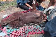 Kemenhut evakuasi orangutan dalam kondisi lemah diduga terpapar asap