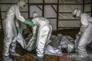 Ebola di Kongo capai 6.757 kasus