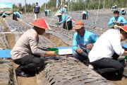 Polda Jatim tanam bawang putih serentak dukung swasembada pangan
