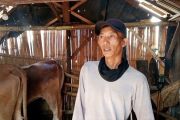Program "Mat Peci" ubah buruh tani jadi peternak sapi sukses