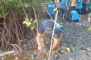 Cegah abrasi, Pemkot Surabaya pertebal lapisan mangrove pantai utara