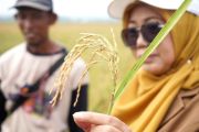 Padi Biosalin panen perdana di Batang, lahan rob mulai produktif