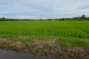 Perbaikan sawah terdampak bencana di Aceh Barat capai 75 persen