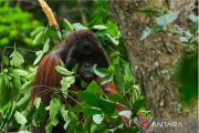 West Kalimantan prioritizes orangutan protection amid wildfire risk