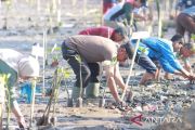 Bima memulihkan ekosistem pesisir Panda dengan tanam 700 bibit mangrove