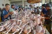 Stok Ayam potong di Banda Aceh kurang akibat bibitnya terpapar virus