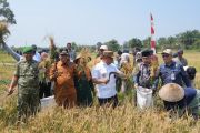 Petani Natuna berhasil tingkatkan produksi gabah hingga 3,5 ton per hektare