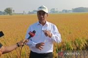 Indonesia to expand high-yield rice seeds nationwide
