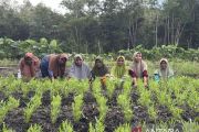 Perempuan Dusun Pinang menggerakkan kemandirian pangan dari Kebun Komunitas