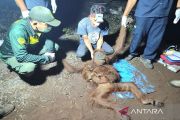 BKSDA selamatkan induk dan anak orang utan dari kepungan karhutla di Kotim