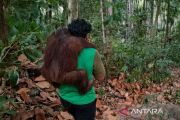 BKSDA evakuasi 11 orang utan dari ancaman karhutla Samboja Kukar