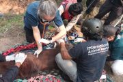 Kemenhut konfirmasi kematian orang utan Sempurna diduga akibat asap