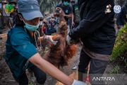 Kemenhut perkuat Satgas Penyelamatan Satwa Liar hadapi dampak karhutla