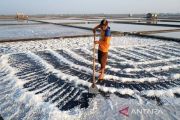 Ekonom: Mutu garam domestik kunci kurangi impor garam industri