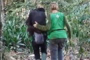 Khawatir stres, tim dampingi orangutan pascaevakuasi dari hutan Kaltim