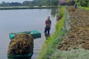 Australian biotech company partners with Indonesia on seaweed supply