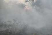 Pakar: 300 ton karbon lepas ke atmosfer per hektare gambut terbakar