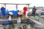 Rutan Maninjau tebar puluhan ribu bibit ikan dukung ketahanan pangan