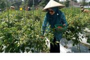 Mataram berhasil  memproduksi cabai 20 kilogram di lahan "tidur"
