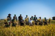 Anggota DPR RI dorong pemupukan berimbang tingkatkan produksi padi