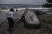 Paus sperma terdampar di Pantai Taduma Ternate