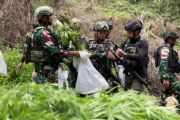 TNI temukan 1.347 batang ganja di hutan Pegunungan  Bintang