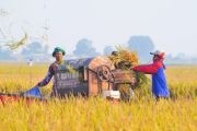 Bulog Sultra serap 11.200 ton gabah petani hingga Agustus 2026, Llampaui target di tengah kemarau