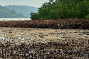 Polres Anambas selidiki dugaan penebangan 200 mangrove