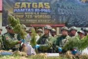 Satgas Yonif 725 temukan 21.400 batang ganja di Yahukimo Papua Pegunungan