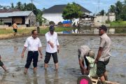 BRMP Aceh terapkan metode tanam padi modern perdana di Abdya