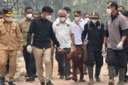Gibran orders medical care for smoke-affected orangutans in Kalimantan