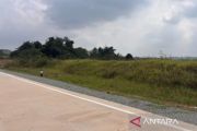 East Kalimantan's wildlife agency tracks orangutan near Bengalon road