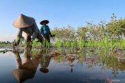 Akademisi Unram: Kemarau panjang menurunkan produktivitas tanaman