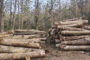 KPH Cepu rencanakan penebangan hasi hutan 9.299 meter kubik kayu selama 2026