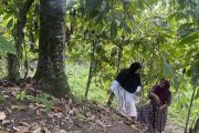 Nasib Beutong Ateuh Aceh: Belum pulih dari banjir bandang, izin tambang datang