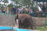 TMSBK Bukittinggi tegaskan Gajah Zidan dirawat optimal, segera diarahkan dievakuasi