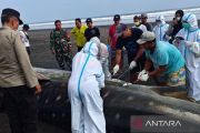 Hiu paus yang terdampar di Jembrana mati dan dikubur di pantai