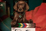 Serial live-action "Scooby-Doo: Origins" musim 1 selesai diproduksi
