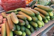 Kemarau panjang picu kenaikan harga ketimun di Gorontalo
