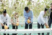 Ponpes Nurmadu Kulon Progo panen raya melon premium berbasis wakaf produktif